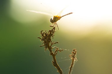 Yusufçuk ot, böcek doğa close-up, hayvan yaban hayatı