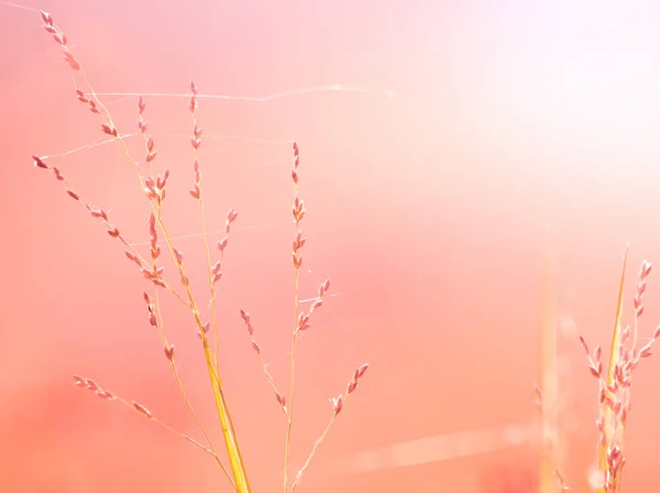 牧草地 草の花クローズ アップ白い日光に草の花 自然の抽象的な背景 — ストック写真