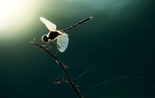 自然の中の昆虫のクローズ アップ 野生動物の上のトンボ — ストック写真