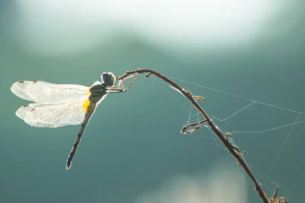 Libelle Auf Gras Nahaufnahme Von Insekten Der Natur Der Tierwelt — Stockfoto