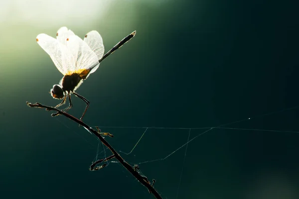 草丛中的蜻蜓 大自然中昆虫的特写镜头 动物野生动物 — 图库照片