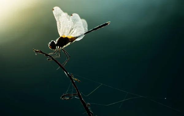 Libellule Sur Herbe Gros Plan Sur Les Insectes Dans Nature — Photo