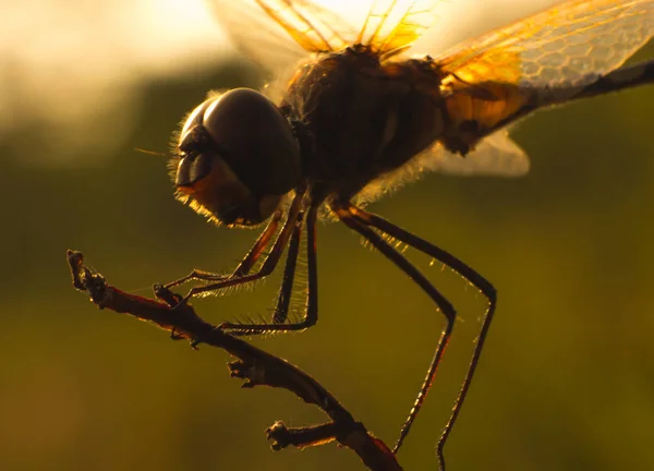 Libellule Sur Herbe Gros Plan Sur Les Insectes Dans Nature — Photo