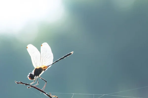 Libélula Grama Close Inseto Natureza Vida Selvagem Animal — Fotografia de Stock