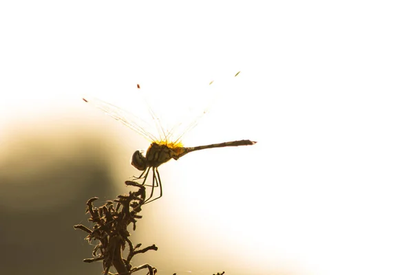 Yusufçuk Böcek Doğa Close Hayvan Yaban Hayatı — Stok fotoğraf