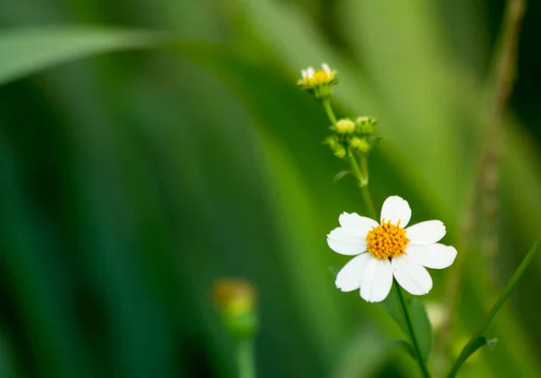 The grass flower in meadow, grass flower close-up white sunlight. the nature abstract background
