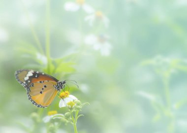 Çimen çiçek yakın çekim kelebeği, doğada hayvan, böcek makro