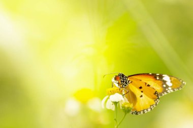 Çimen çiçek yakın çekim kelebeği, doğada hayvan, böcek makro