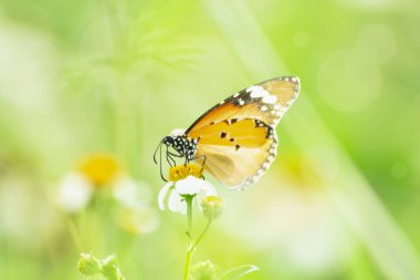 Çimen çiçek yakın çekim kelebeği, doğada hayvan, böcek makro