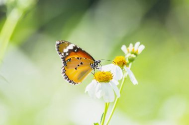 Çimen çiçek yakın çekim kelebeği, doğada hayvan, böcek makro
