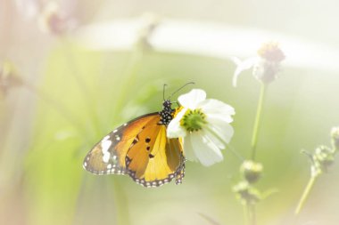 Çimen çiçek yakın çekim kelebeği, doğada hayvan, böcek makro