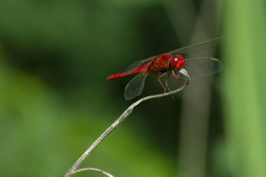 Kuru ot, böcek doğa, makro böcek close-up üzerinde kırmızı yusufçuk