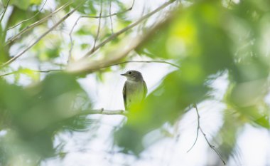 Ağaç, doğanın yakın çekim, yaban hayatı hayvan hayvan kuş yakın çekim