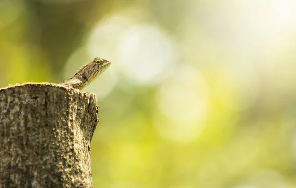 Chameleon Close Tree Animal Nature Close Animal Wildlife — Stock Photo, Image