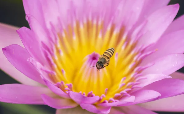 Pszczoła Zbliżenie Kwiatów Zwierząt Przyrodzie Makro Owadów — Zdjęcie stockowe