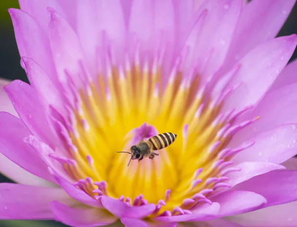 Bee Bloem Close Het Dier Natuur Van Insect Macro — Stockfoto