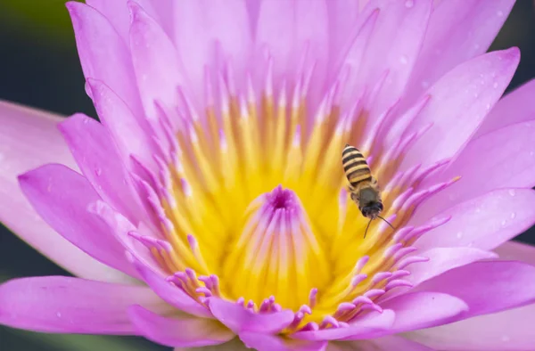 Bee Bloem Close Het Dier Natuur Van Insect Macro — Stockfoto