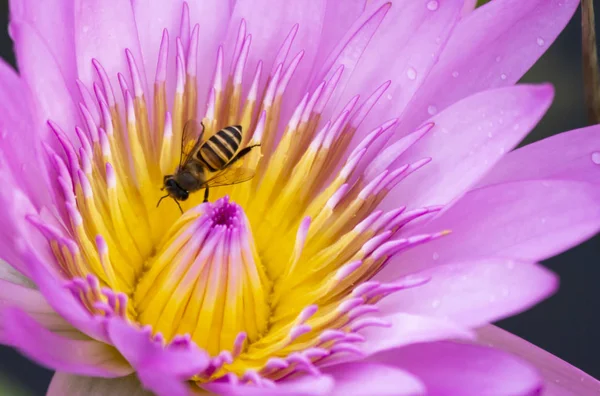 Bee Bloem Close Het Dier Natuur Van Insect Macro — Stockfoto