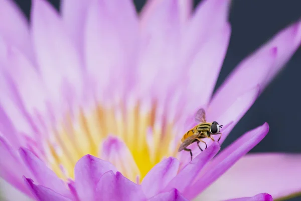 Pszczoła Zbliżenie Kwiatów Zwierząt Przyrodzie Makro Owadów — Zdjęcie stockowe