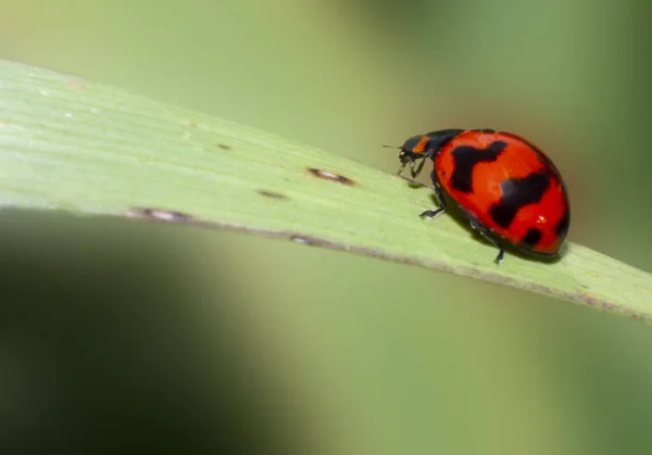 Macro Van Lieveheersbeestje Het Blad Van Het Gras Macro Insect — Stockfoto