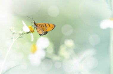 Çimen çiçek yakın çekim kelebeği, doğada hayvan, böcek makro