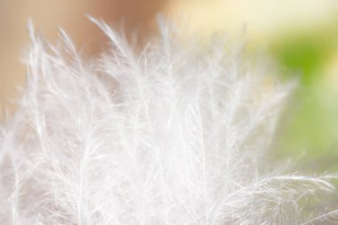 Makro görünümü, bitki saç arka plan, yakın çekim bitki saç bitki deseni