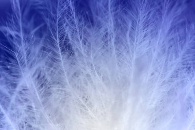 Makro görünümü, bitki saç arka plan, yakın çekim bitki saç bitki deseni