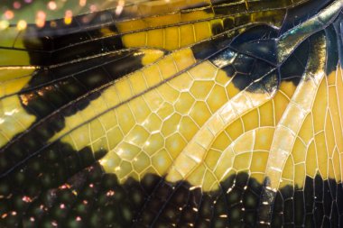 yusufçuk kanat doku model, turuncu ve siyah hayvan kanat doku, makro böcek doğa