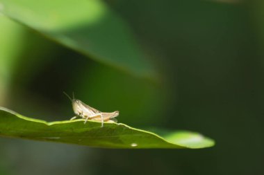 ağaç yaprak, böcek doğa, hayvan yaban hayatı üzerinde yakın çekim çekirge