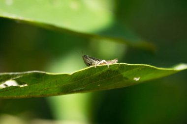 ağaç yaprak, böcek doğa, hayvan yaban hayatı üzerinde yakın çekim çekirge