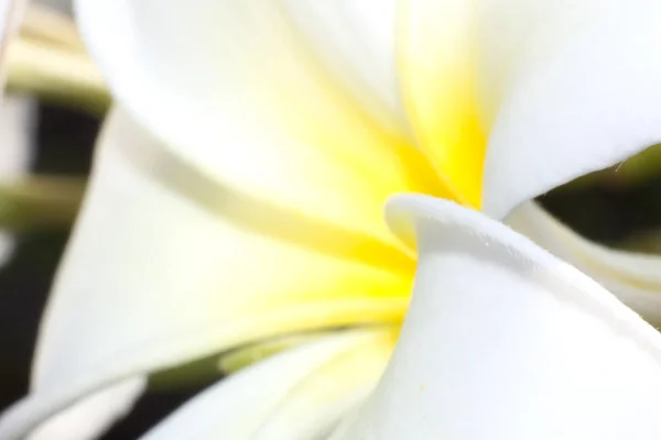 Plumeria Blomma Isolerade Närbild Vita Och Gula Blomma Naturen — Stockfoto