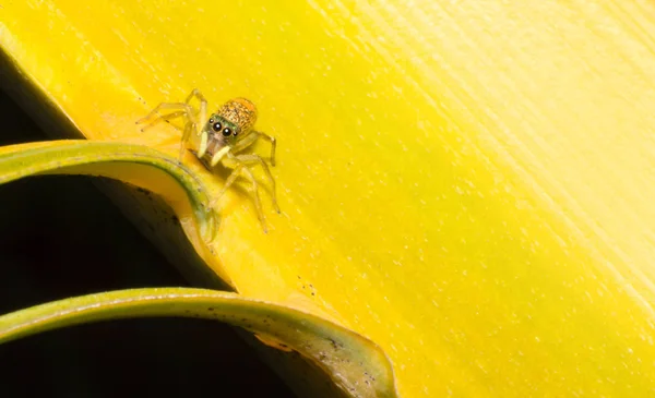 Spider Macro View Animal Wild Close Spider Tree — Stock Photo, Image