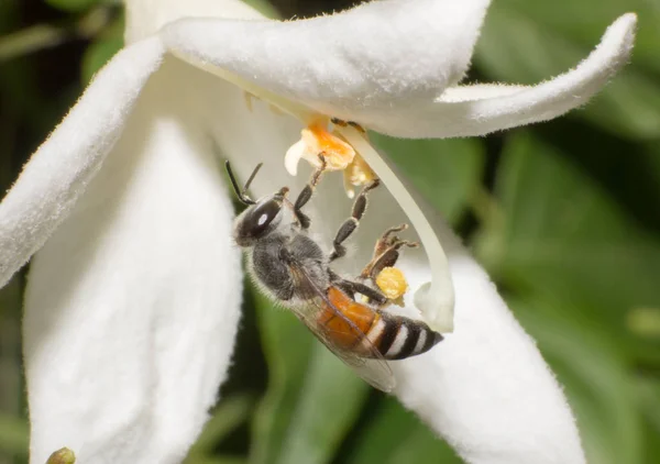 Abeja Primer Plano Flor Blanca Animal Naturaleza Macro Insectos —  Fotos de Stock
