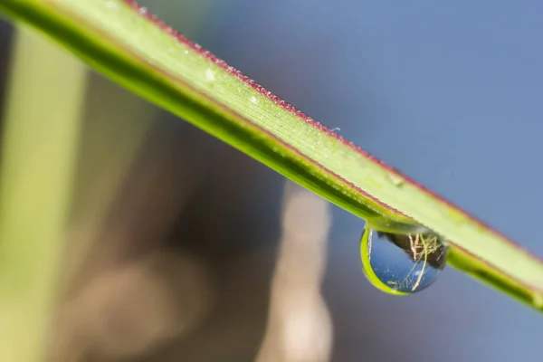 Water Drop Grass Macro Water Drop Nature Nature Background Abstract — Stock Photo, Image
