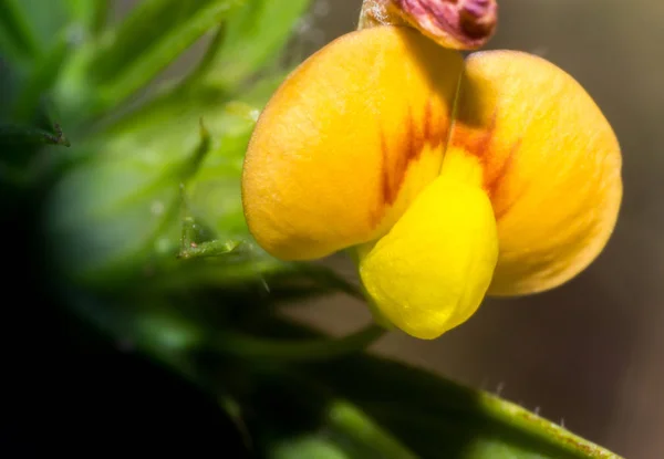 Дикий Цветок Макро Вид Крупным Планом Белый Желтый Цветок Природе — стоковое фото