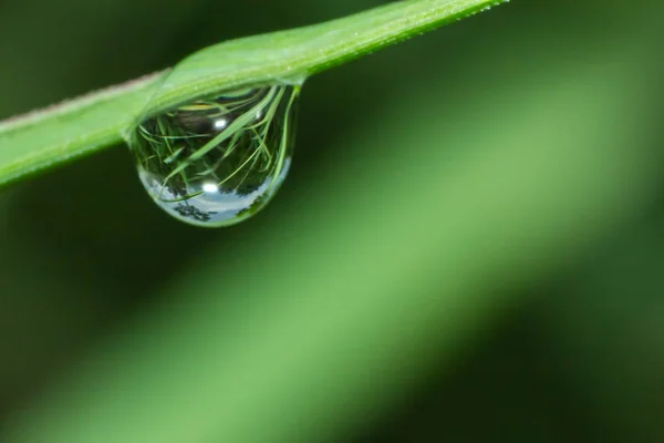 water drop on grass, macro water drop in nature, the nature background abstract