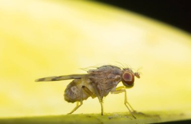 Makro vahşi doğada böcek, doğa hayvan, vahşi yakın çekim hayvan