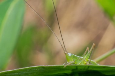 Makro vahşi doğada böcek, doğa hayvan, vahşi yakın çekim hayvan