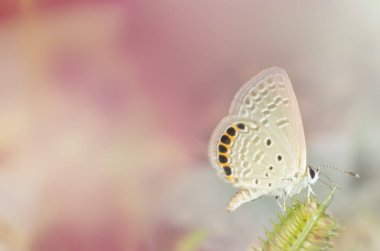 Makro vahşi doğada böcek, doğa hayvan, vahşi yakın çekim hayvan