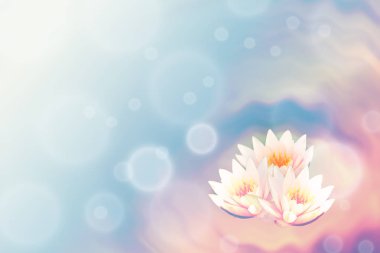 pembe Lotus çiçek renk arka plan üzerinde ışık ile nilüfer yakın çekim görüntü arka plan