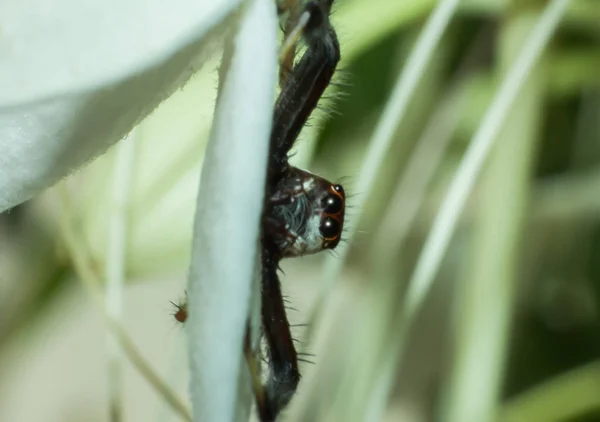 Macro Insect Wild Animal Nature Close Animal Wild — Stock Photo, Image