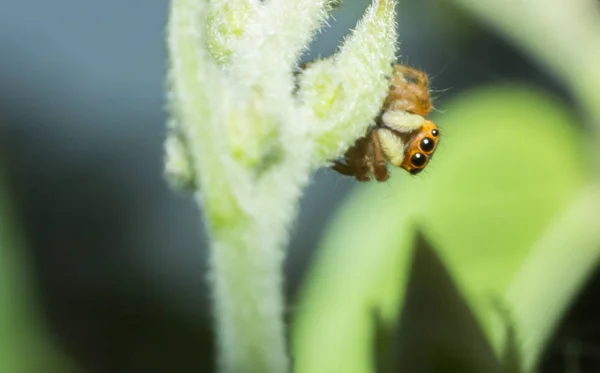 Macro Insect Wild Animal Nature Close Animal Wild — Stock Photo, Image