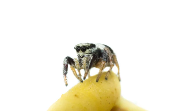 Makro Vahşi Doğada Böcek Doğa Hayvan Vahşi Yakın Çekim Hayvan — Stok fotoğraf