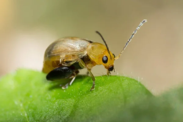 Makro Vahşi Doğada Böcek Doğa Hayvan Vahşi Yakın Çekim Hayvan — Stok fotoğraf