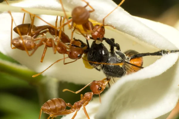 macro of insect in wild, animal in nature, close-up animal in wild