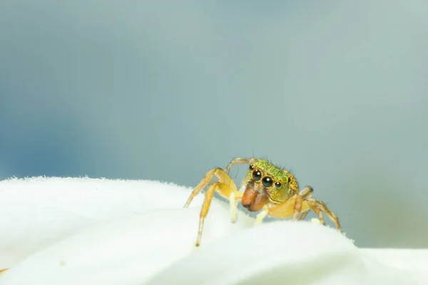 macro of insect in wild, animal in nature, close-up animal in wild