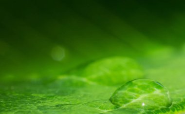 Su damla ağaç yaprak üzerinde makro yağmur damla yaprak dokusu üzerinde