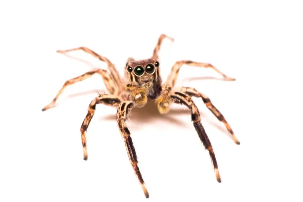Örümcek Izole Makro Böcek Yaban Hayatı Vahşi Hayvan Hayvan Izole — Stok fotoğraf