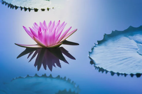 自然のクローズ アップの花 クローズ アップ スイレン池の蓮の花 — ストック写真