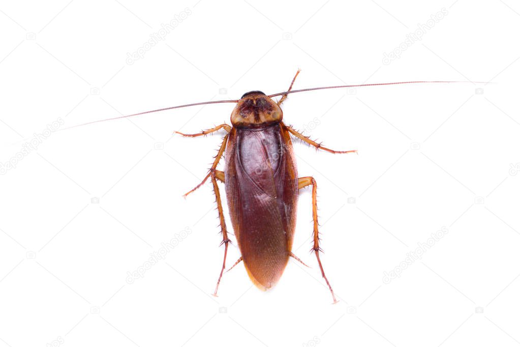 cockroach isolated, isolated animal, macro insect in wild life, animal in wild